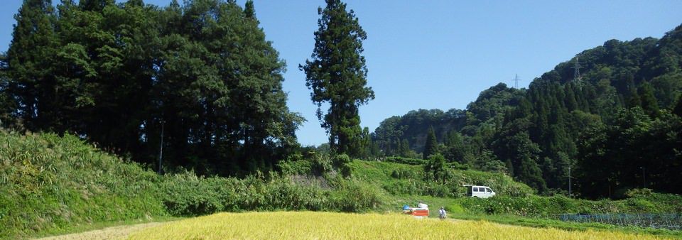 棚田の魚沼コシヒカリ刈取り