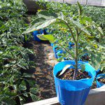 赤毛農園の野菜苗